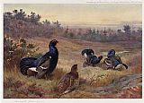 Archibald Thorburn Famous Paintings - Blackgame at the Lek